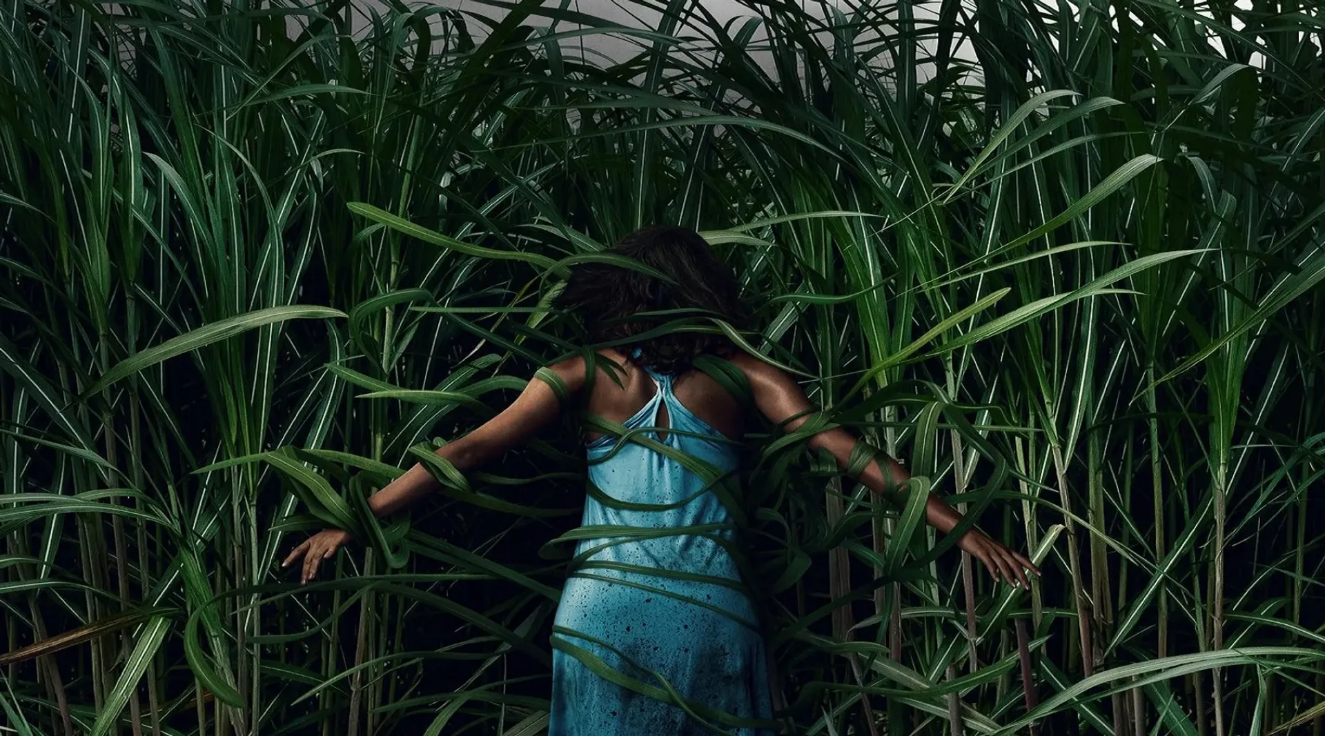 Banner de In the Tall Grass