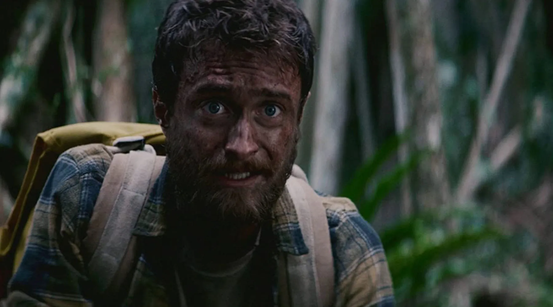 Banner de Jungle